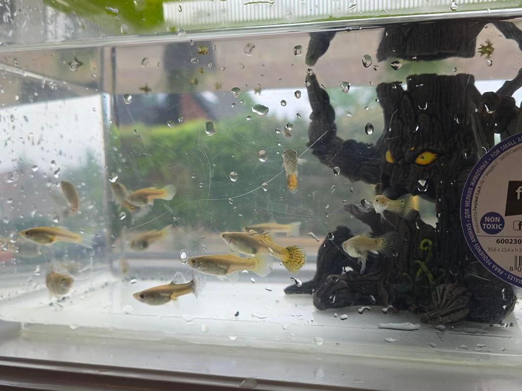 Volwassenen  vrouwen guppies, Vis