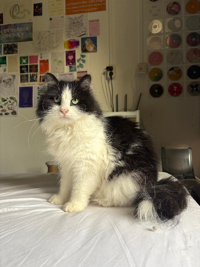 Nieuwe huisje gezocht voor Yuki (Kater), Dieren en Toebehoren, Kater, Ingeënt, 3 tot 5 jaar