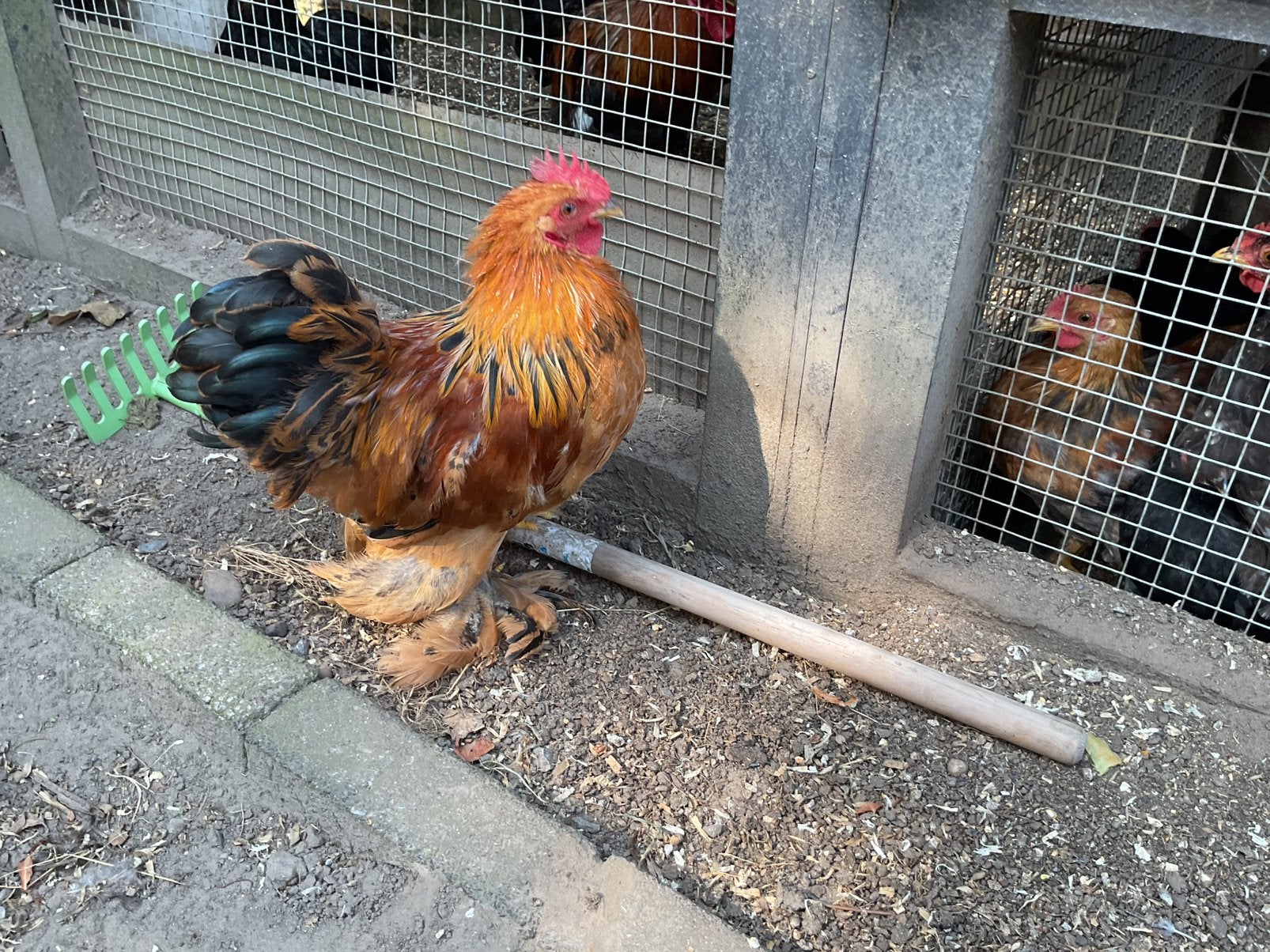 Heel mooie Cochin krielhaan, 7 maanden oud., Dieren en Toebehoren, Ophalen