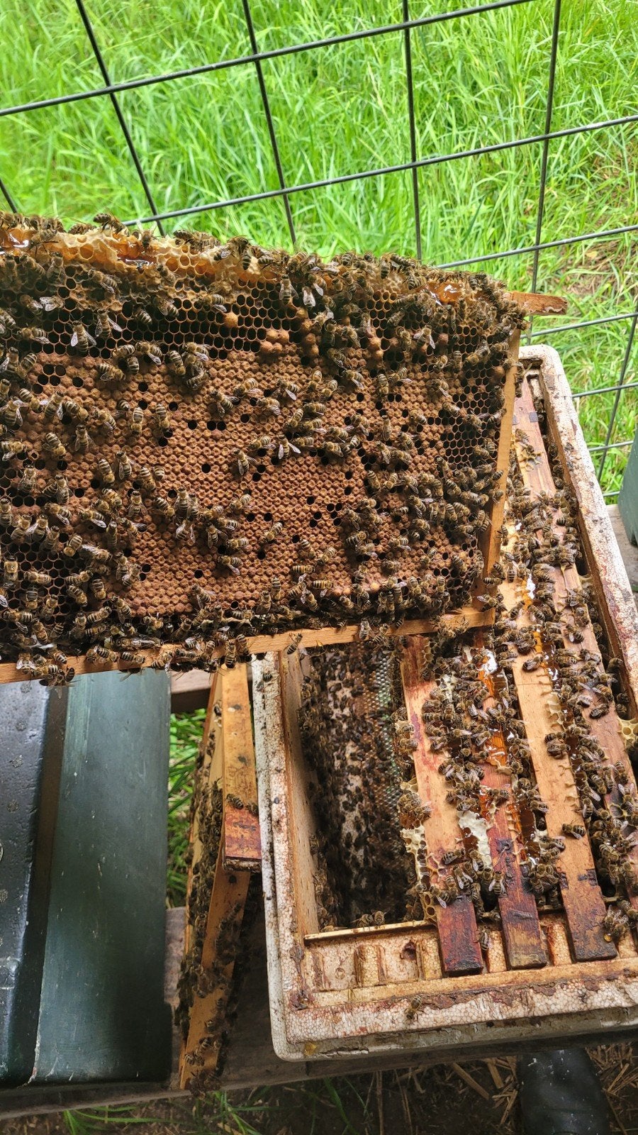 Carnica F1 Q 2026, Dieren en Toebehoren, Bijen