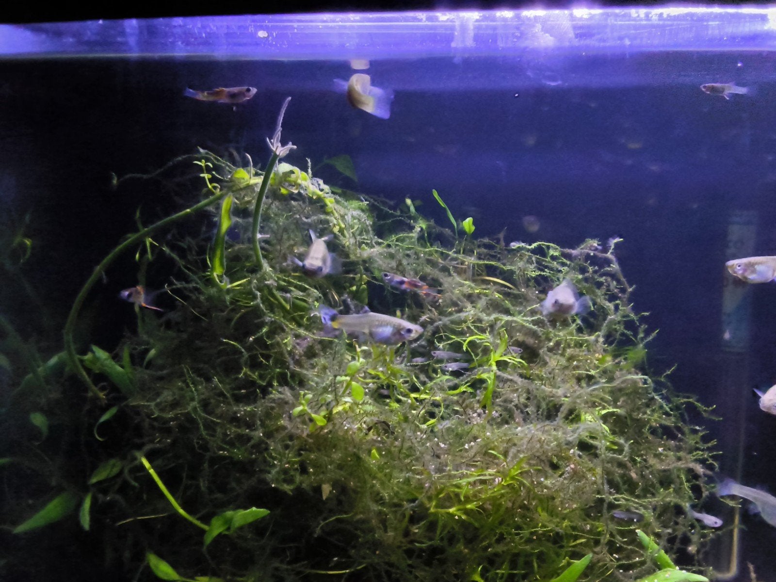 jonge Endler guppies te koop, Ophalen