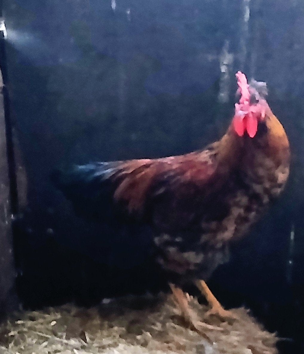 3 prachtige jonge hanen., Dieren en Toebehoren, Mannelijk, Kip