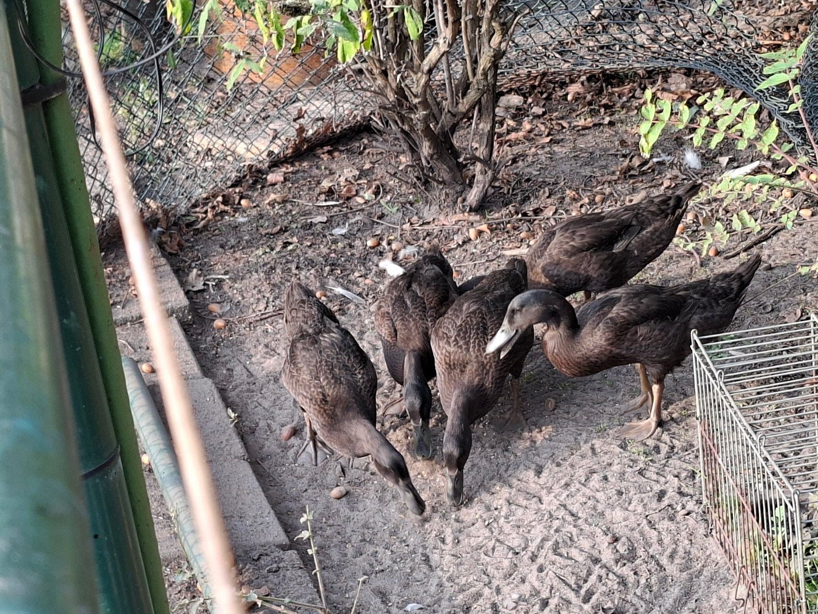 indiese loopeenden, Meerdere dieren, Eend