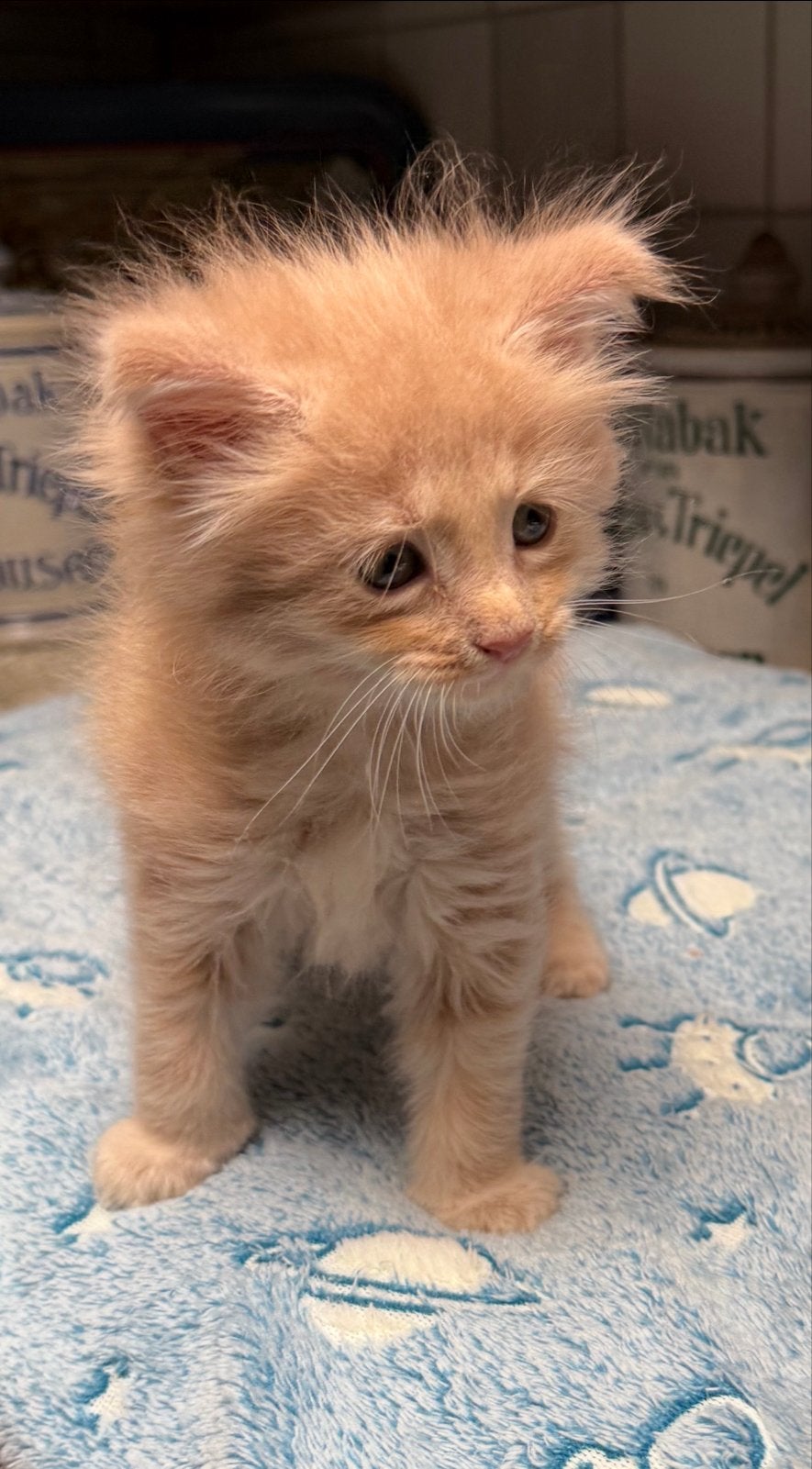 MAINE COON KITTEN,  MOEDER MET STAMBOOM VADER RUSSISCH., Dieren en Toebehoren, Kater, Langharig, 0 tot 2 jaar