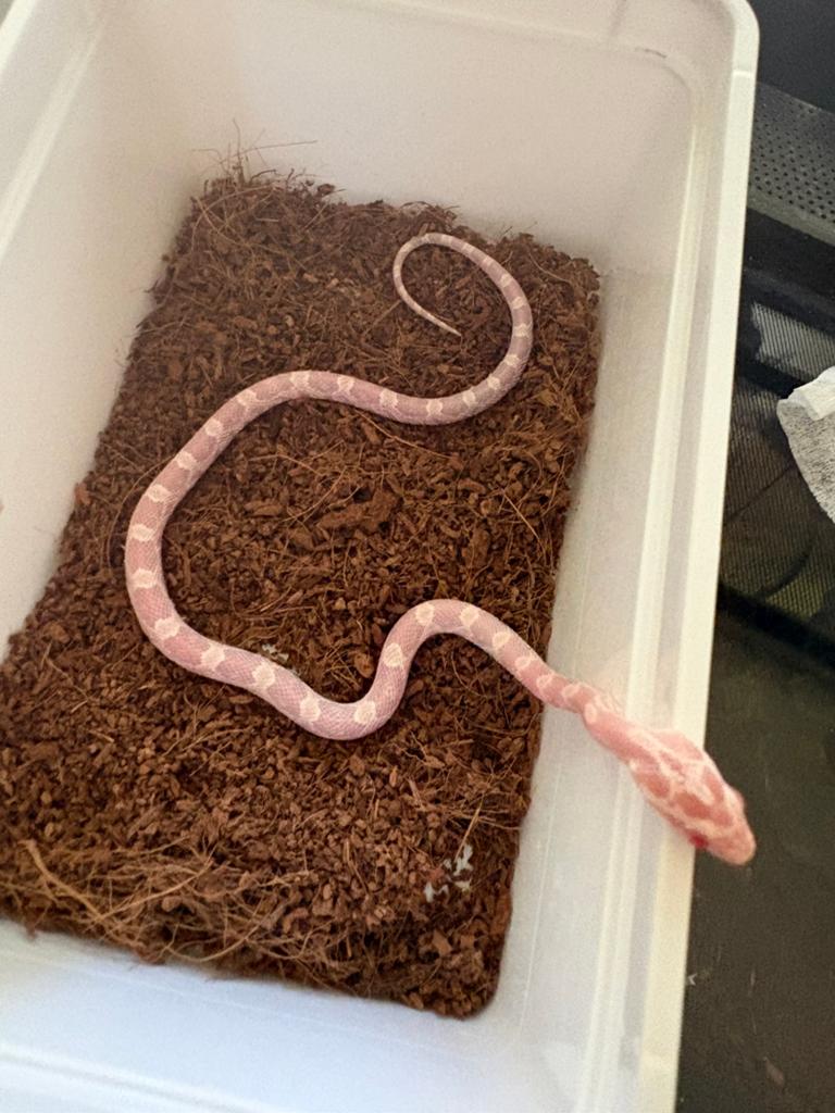 Roze Rattenslang Rat Snake - female for sale from Ángel Meiland
