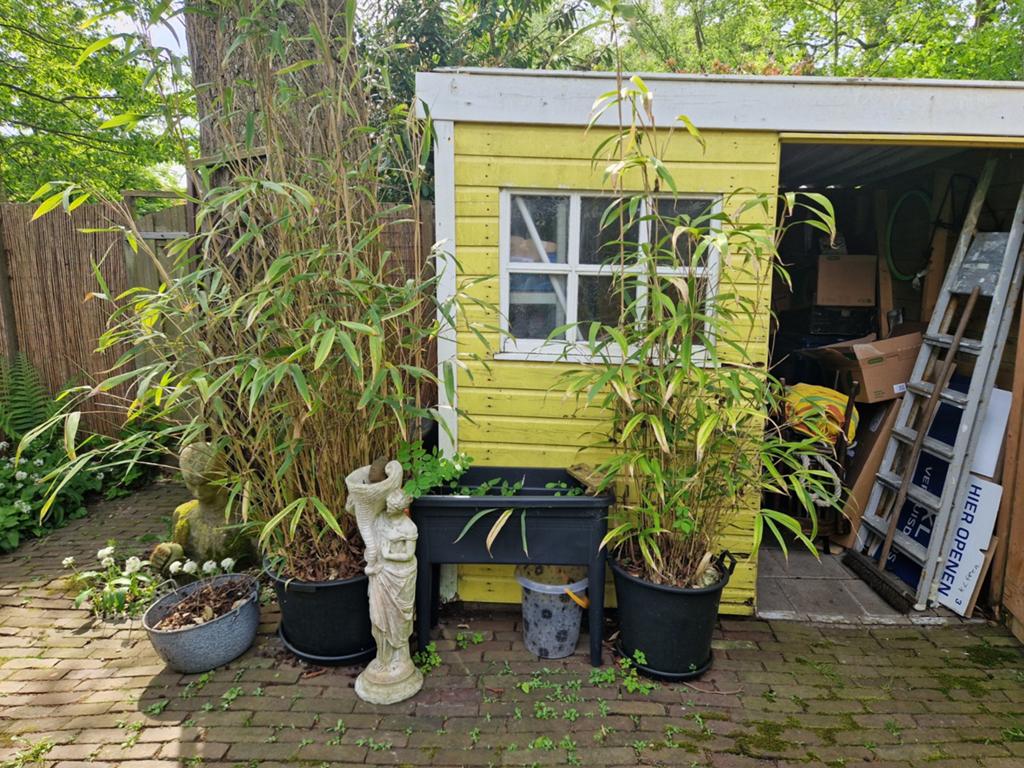 Meerdere bakken bamboe gratis op te halen, Tuin en Terras, Ophalen