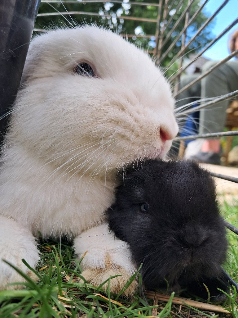 Baby konijnen, Dieren en Toebehoren, Meerdere dieren, Middelgroot, Hangoor, 0 tot 2 jaar