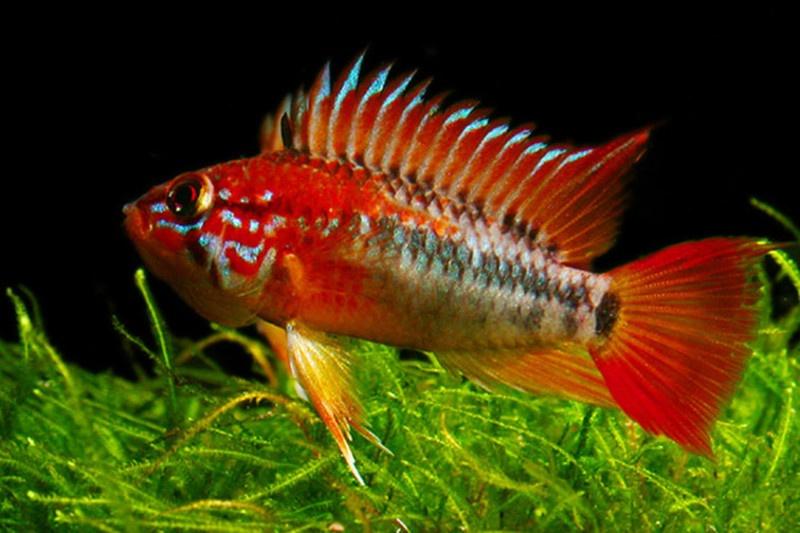 Apistogramma macmasteri red Head per paar - Koidream Valburg
