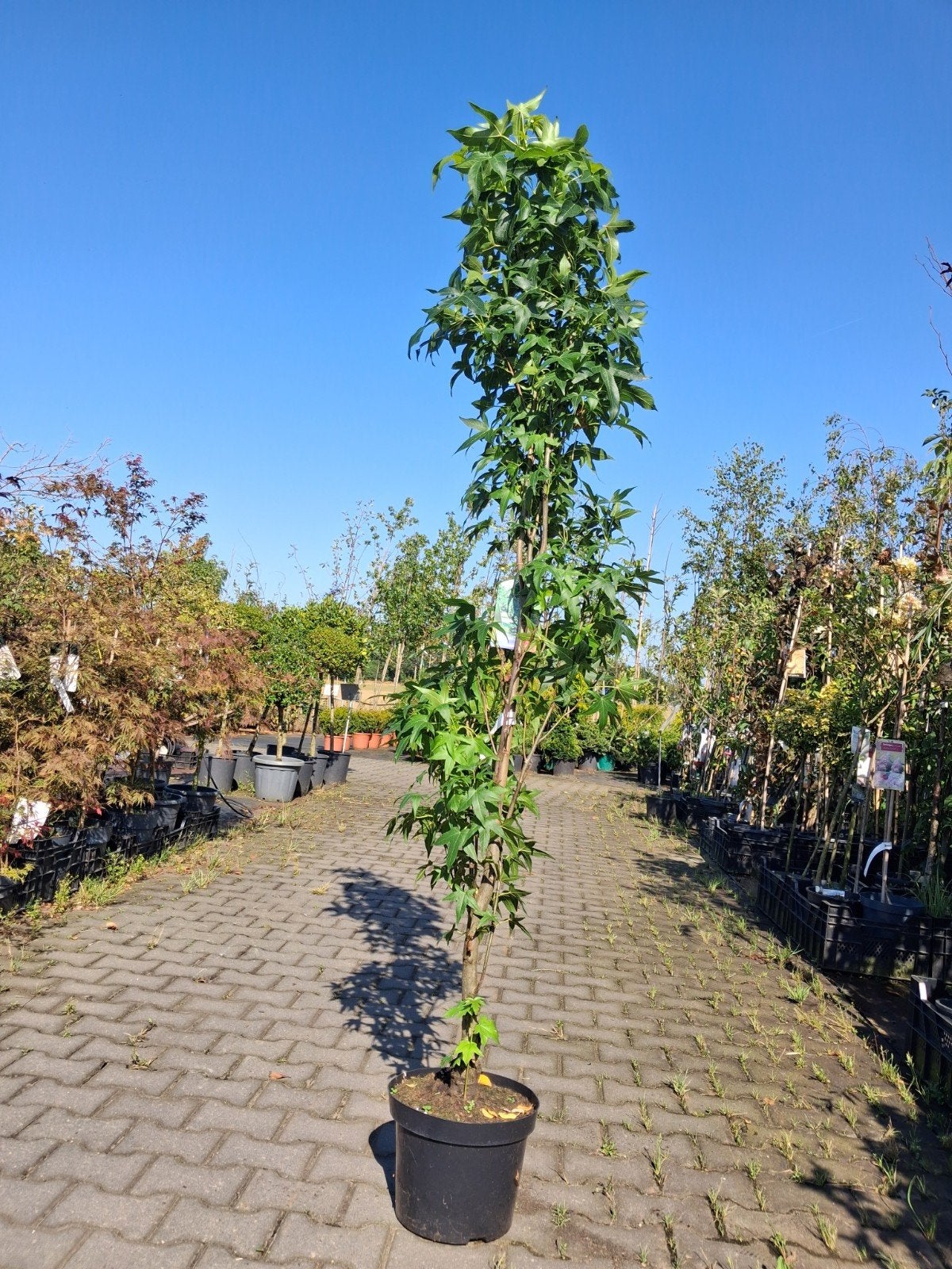 Liquidambar styraciflua 'Slender Silhouette' Zuil amberboom, Tuin en Terras, Planten | Bomen, Bloeit niet, Ophalen of Verzenden