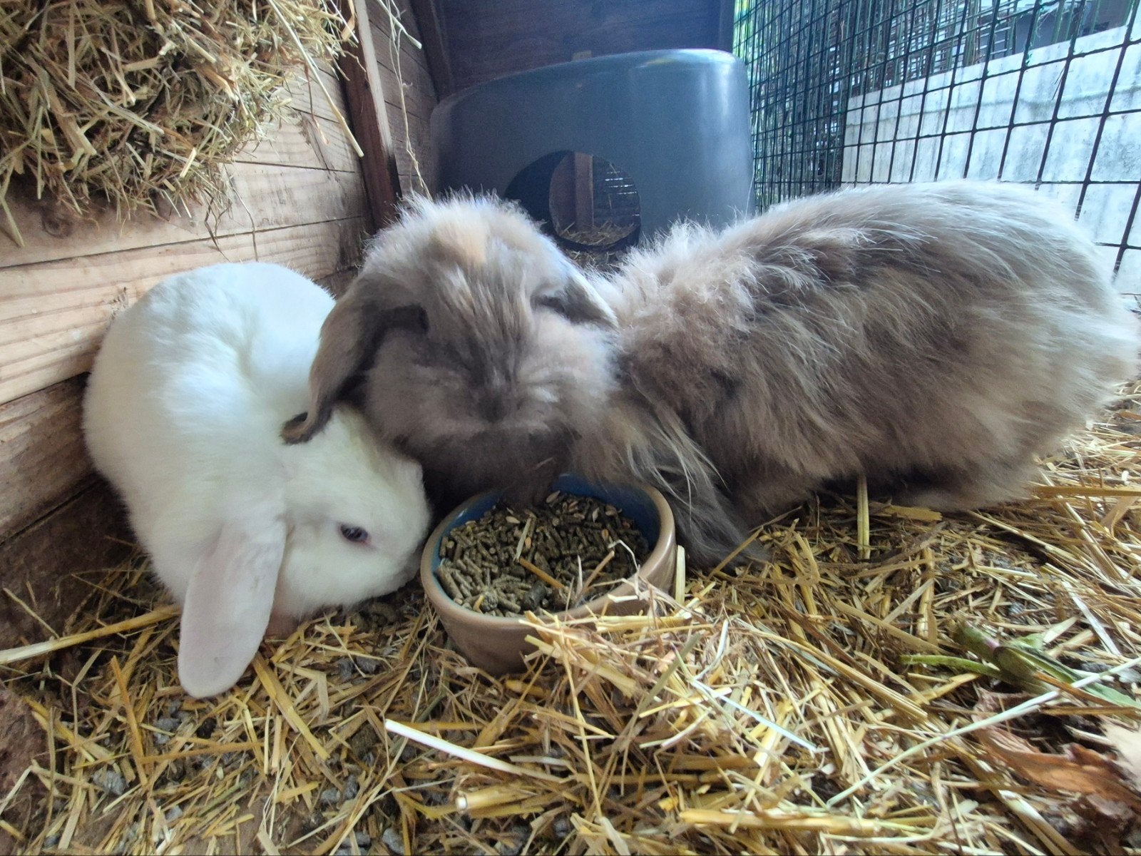Ontzettend lief groepje van 3 hangoor konijnen, Dieren en Toebehoren, Konijnen, Meerdere dieren, Klein, Hangoor, 0 tot 2 jaar