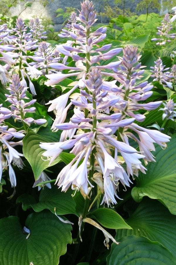Hosta, Bodembedekkers, Vaste plant, Ophalen of Verzenden, Halfschaduw