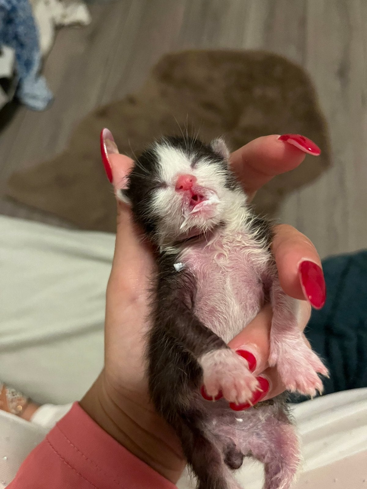 Kittens geboren, Dieren en Toebehoren, Meerdere dieren, Kortharig, 0 tot 2 jaar