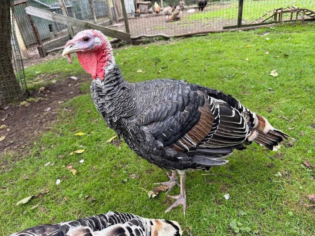 Raszuivere Ronquieres Zwartvleugel kalkoen haan, Dieren en Toebehoren, Mannelijk, Kalkoen