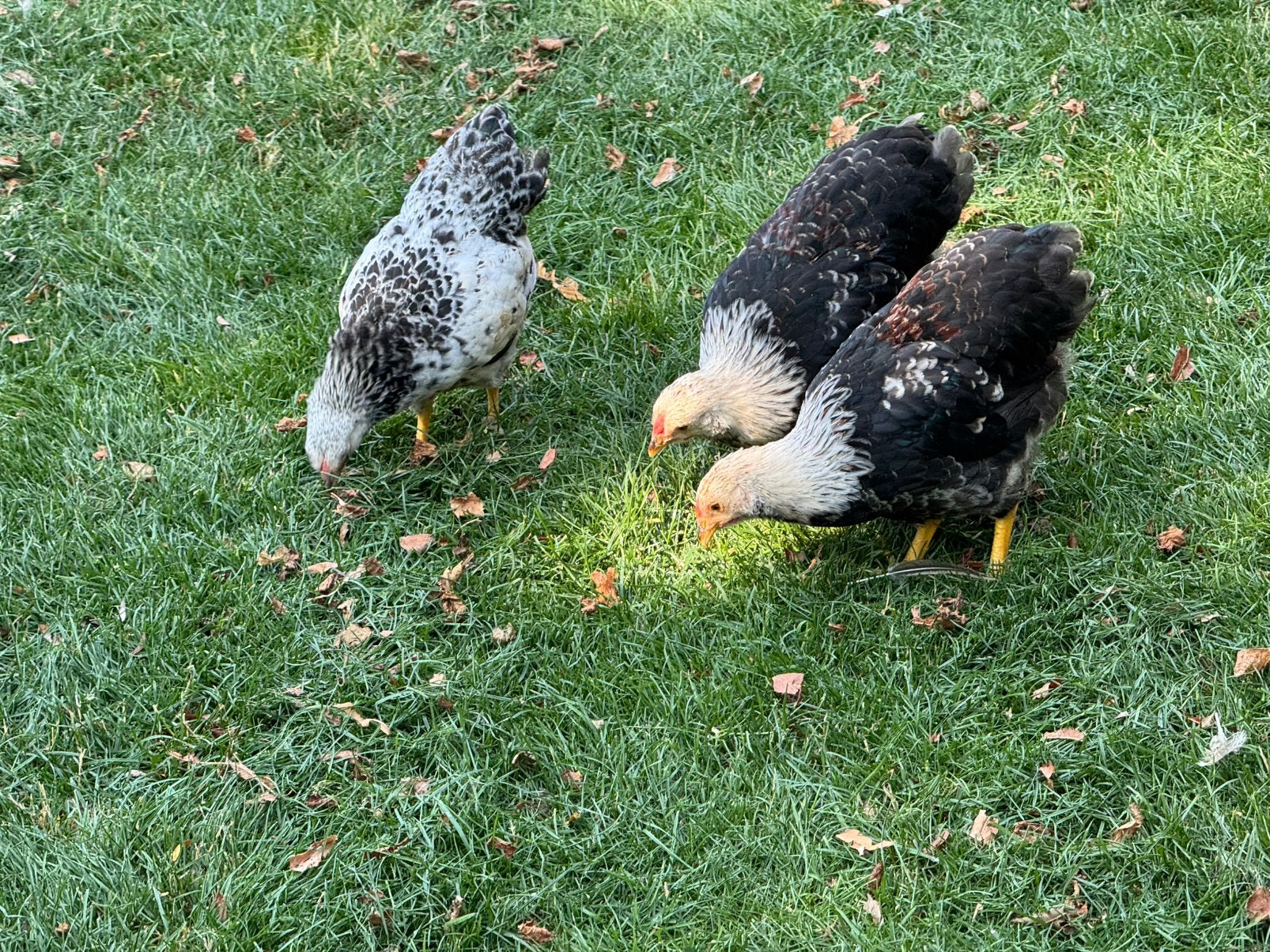 Gratis 4 Wyandotte kriel hanen, Dieren en Toebehoren, Pluimvee, Mannelijk, Kip
