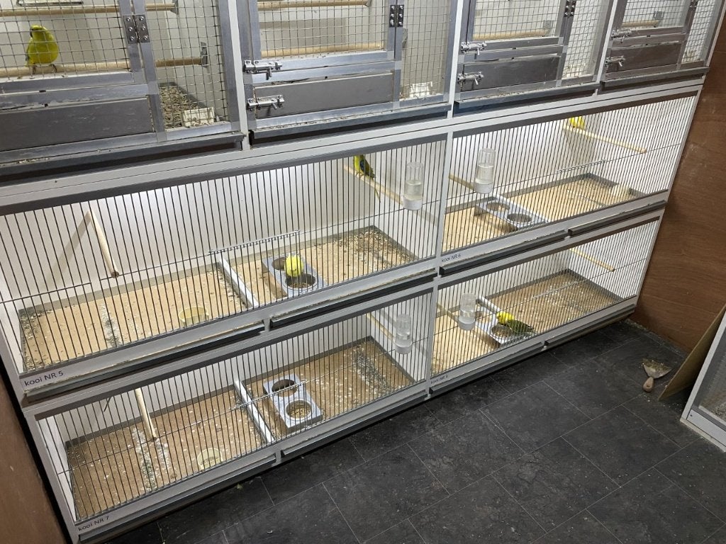 Broedkooien | kweekkooien | nieuwe lijn kweekkooien nieuw!, Ophalen of Verzenden, Nieuw, Hout, Broedkooi of Kweekkooi