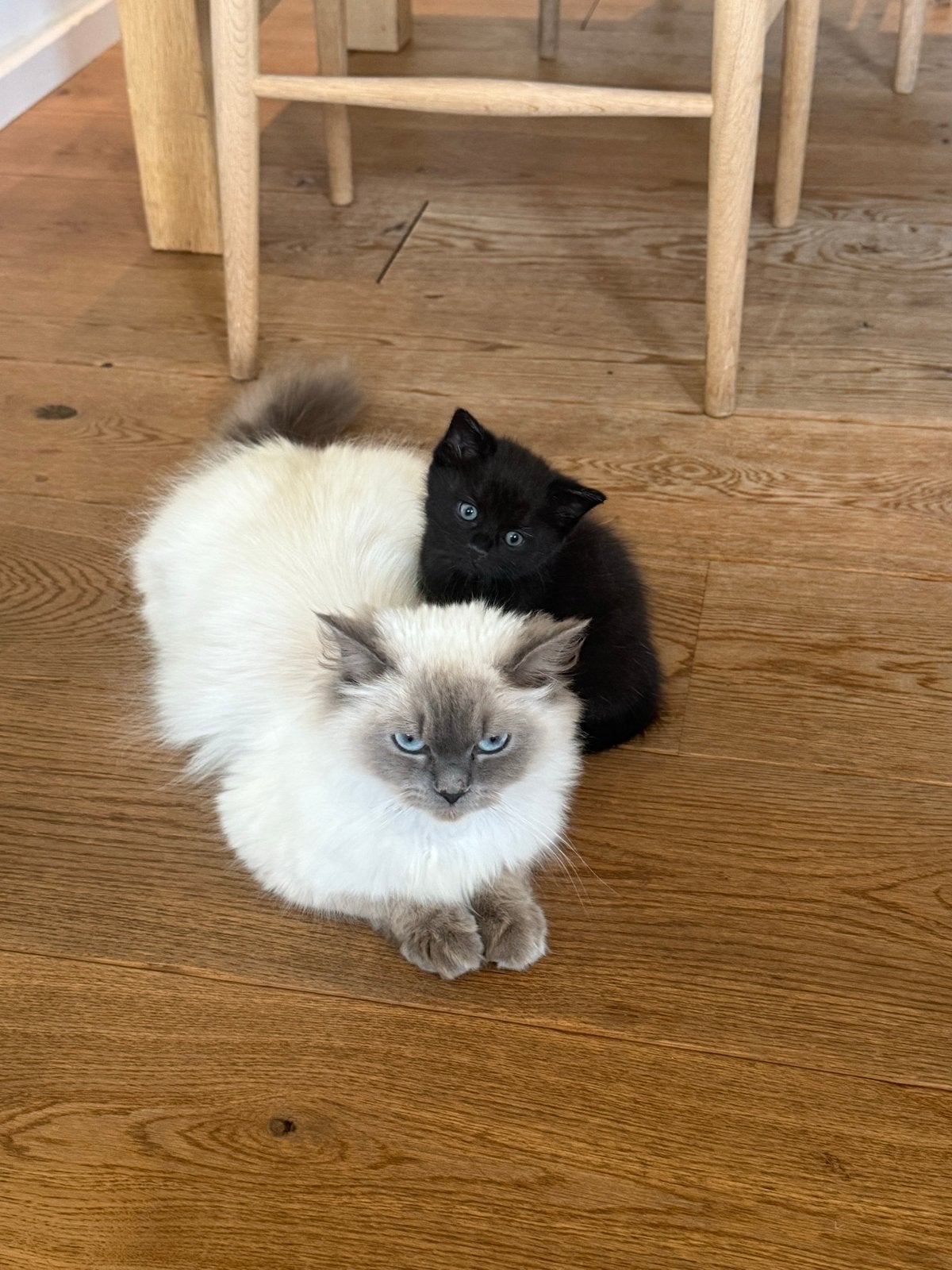 Super lieve ragdoll kruising kitten zoeken liefdevol huisje, Meerdere dieren