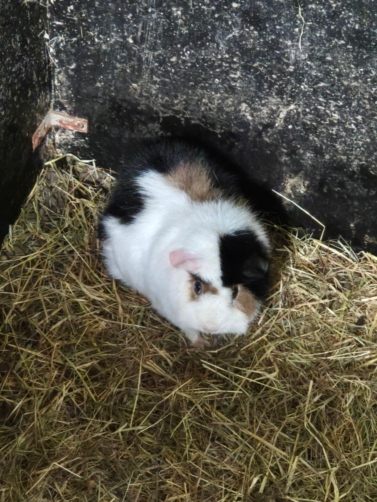 Twee mooie teddy borstel cavia zeugjes, Februari, Vrouwelijk, Cavia