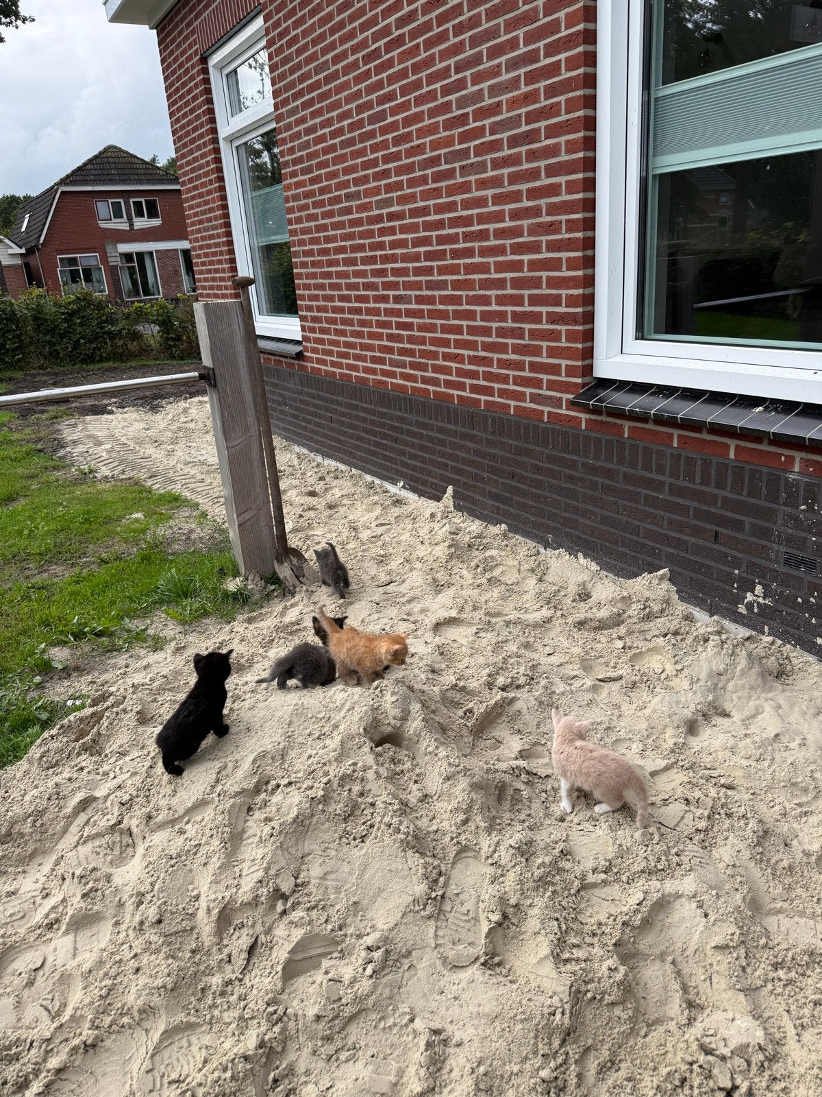 Nestje boerderij kittens, Meerdere dieren, Kortharig, 0 tot 2 jaar