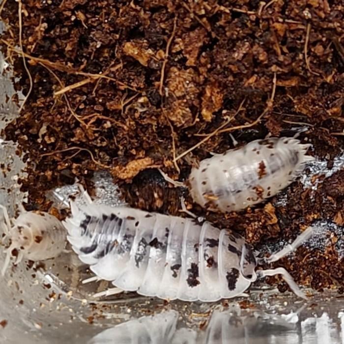Porcellio laevis, Dieren en Toebehoren, Insecten en Spinnen, Overige soorten