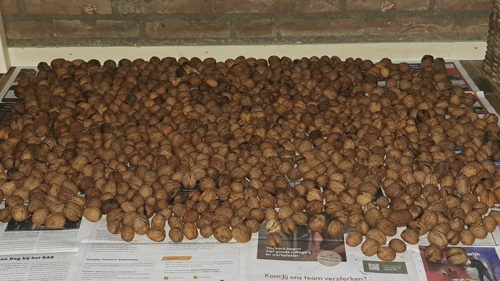 Verse Walnoten - Direct van de boom, Ophalen