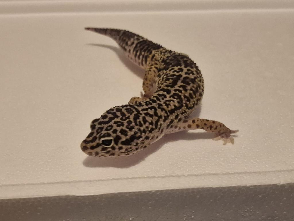 Luipaardgekko man te koop Leopard Gecko - male for sale from Samyra