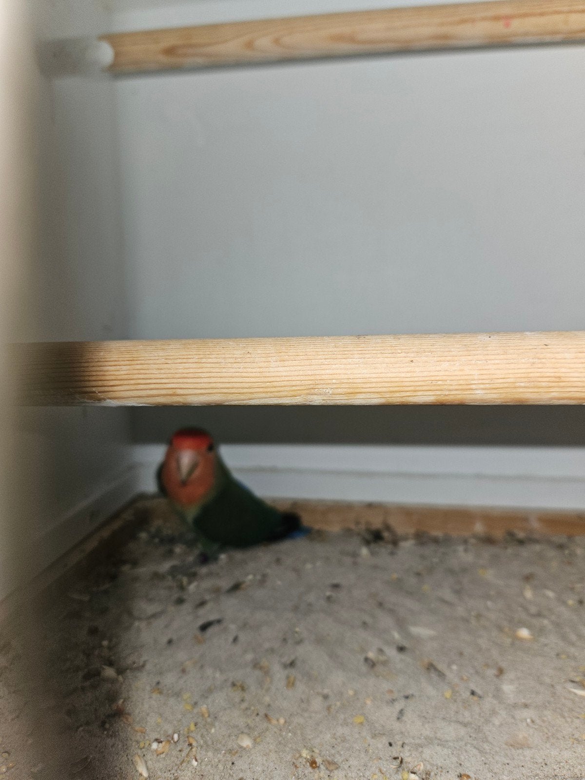 2 x Agapornis te koop., Dieren en Toebehoren, Vogels | Parkieten en Papegaaien, Geslacht onbekend, Dwergpapegaai of Agapornis