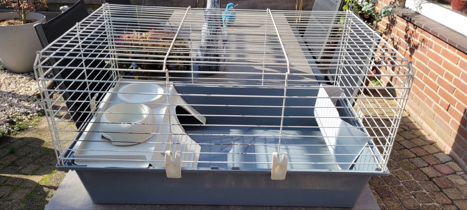 Cavia kooi, Minder dan 60 cm, Kooi, Gebruikt, Ophalen of Verzenden