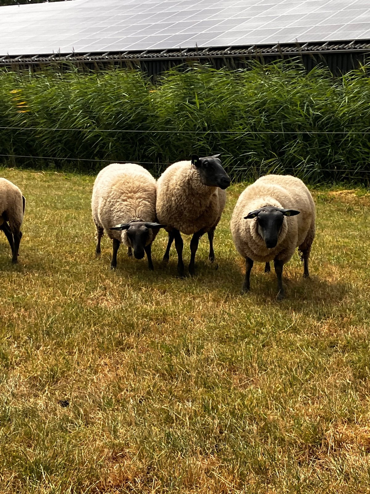 Bleu Du Maine dekrammen, Mannelijk, Schaap