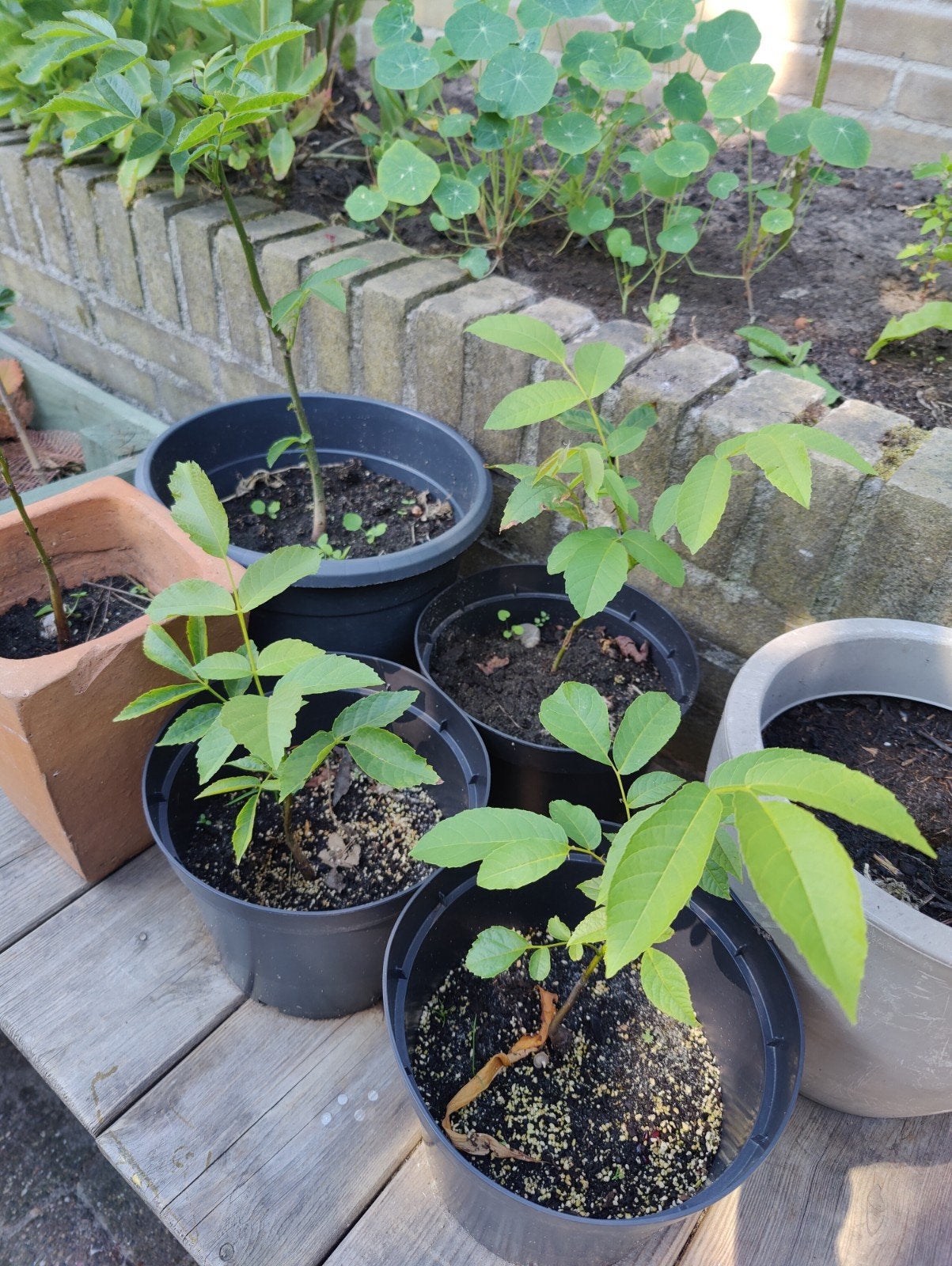 Walnoot zaailingen — uit goede moederboom, Ophalen, Overige soorten