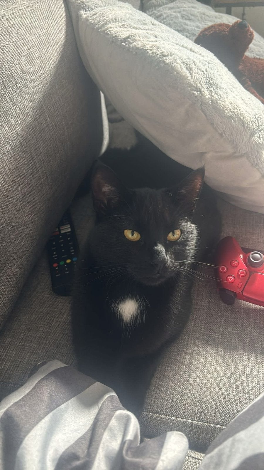 🚨 VERMIST KATER KAREL 🚨, Kat