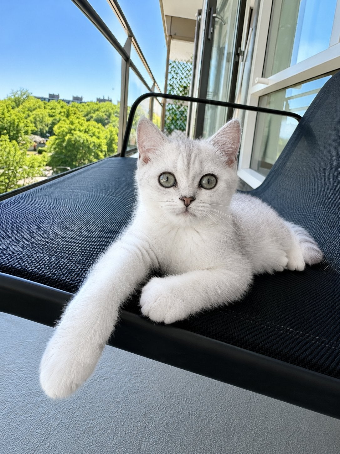 Britse Korthaar kitten poes – wit Silver Shaded – 13 weken, Poes, Ontwormd