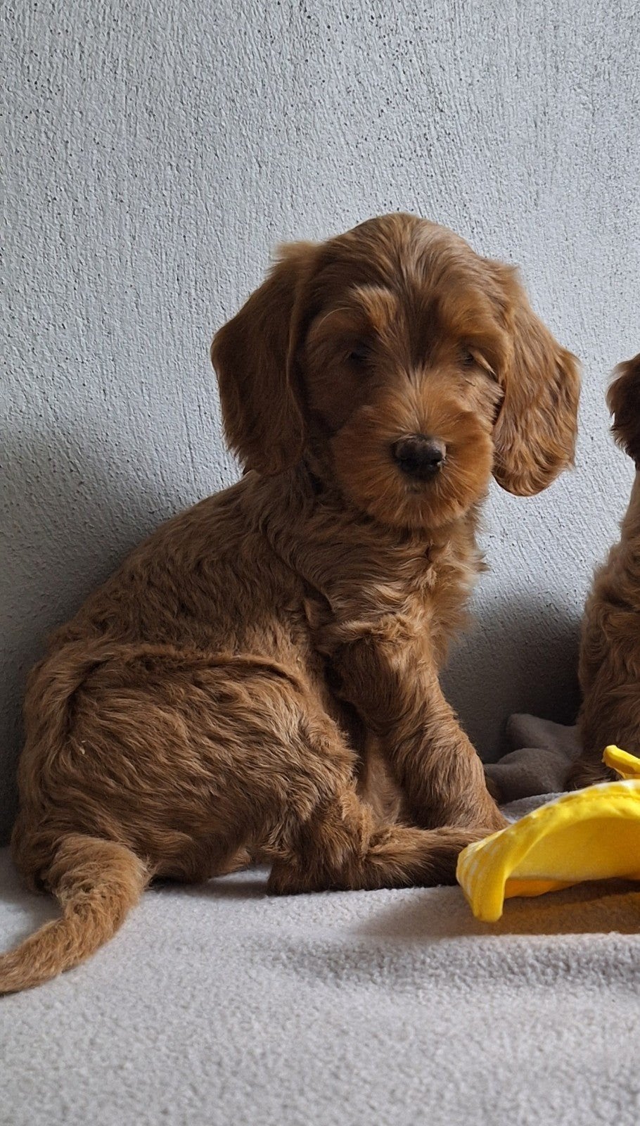 australian labradoodle pups !!!, Dieren en Toebehoren, Honden | Retrievers, Spaniëls en Waterhonden, Nederland, Overige rassen