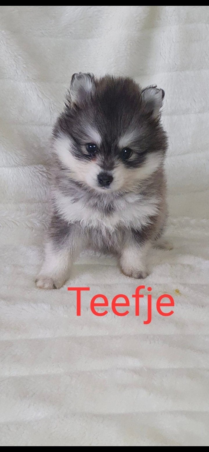 pomsky Teefje kleinblijvend, CDV (hondenziekte), 8 tot 15 weken, Poolhond, Meerdere