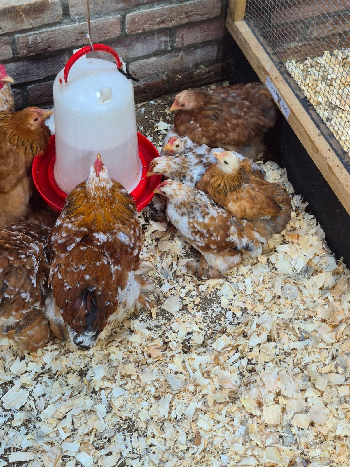 mooie geparelde cochin kriel hanen. jong, Dieren en Toebehoren, Mannelijk, Kip