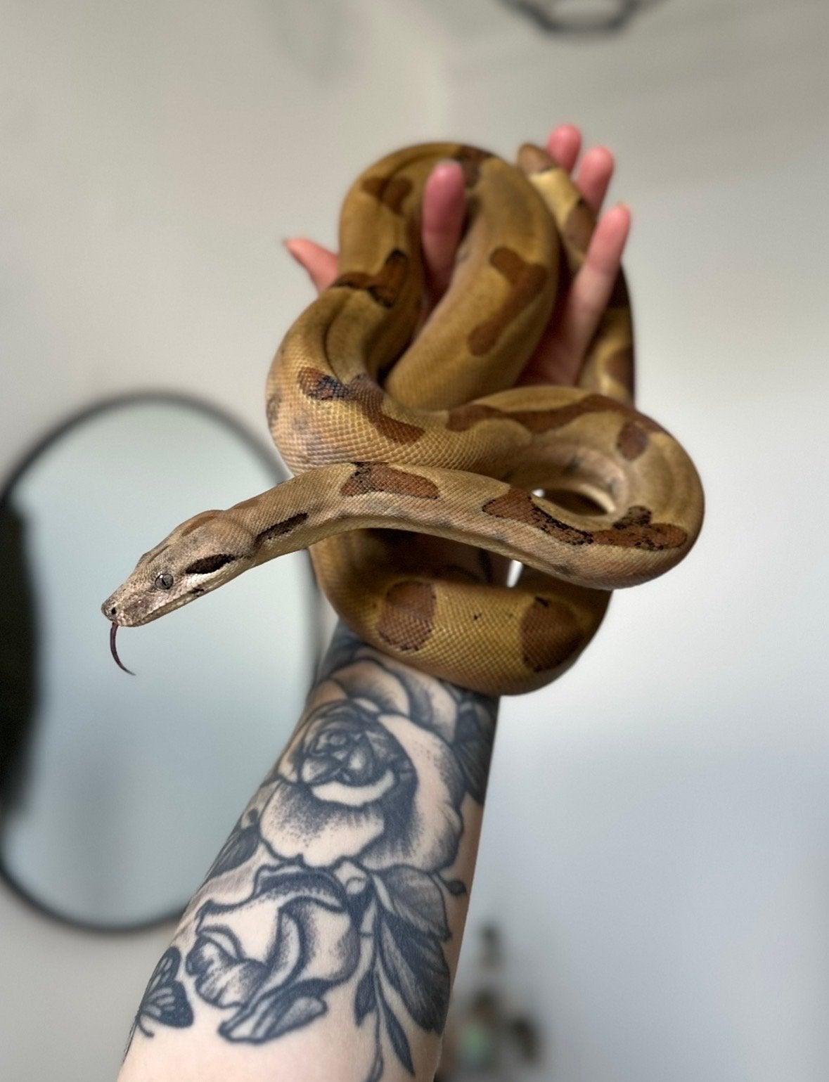 0.1 Hypo jungle 100% het snow boa, Dieren en Toebehoren, Reptielen en Amfibieën, Slang, Tam, 0 tot 2 jaar