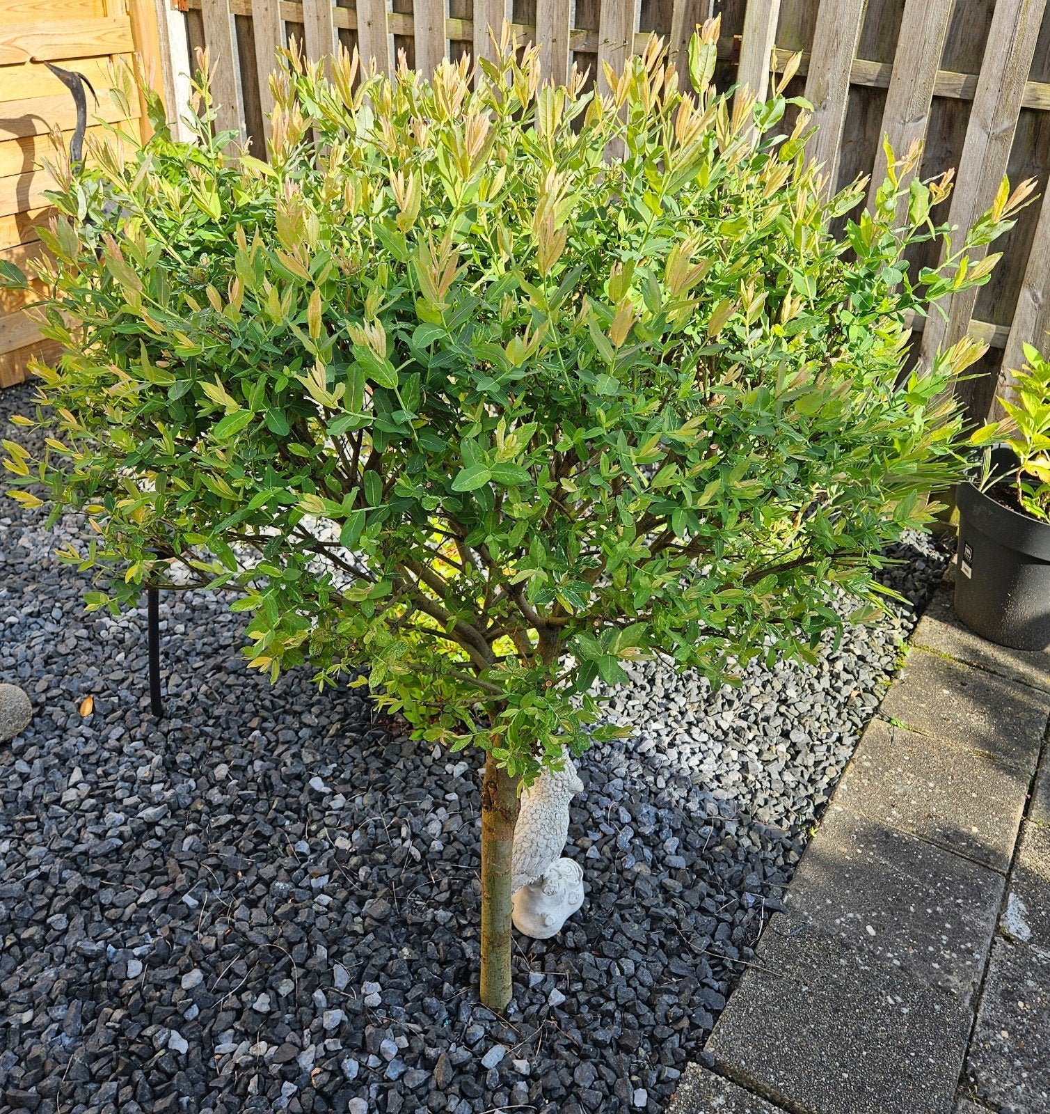 Mooie gezonde salix flamingo boom, Bloeit niet, 100 tot 250 cm, Ophalen, Volle zon
