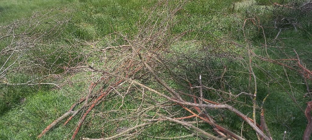 Gratis takken voor bijv paarden, Tuin en Terras, Aarde en Mest, Ophalen, Overige typen
