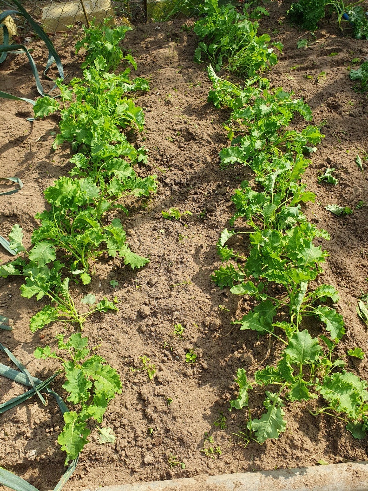 Boerenkool-planten, Ophalen, Overige soorten, Minder dan 100 cm