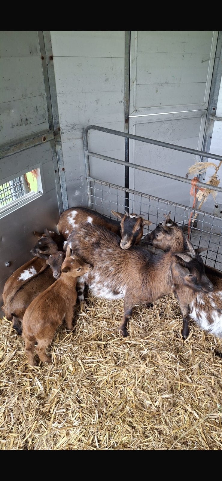 Drie setjes dwerggeitjes, Dieren en Toebehoren, Meerdere dieren, Geit, 0 tot 2 jaar