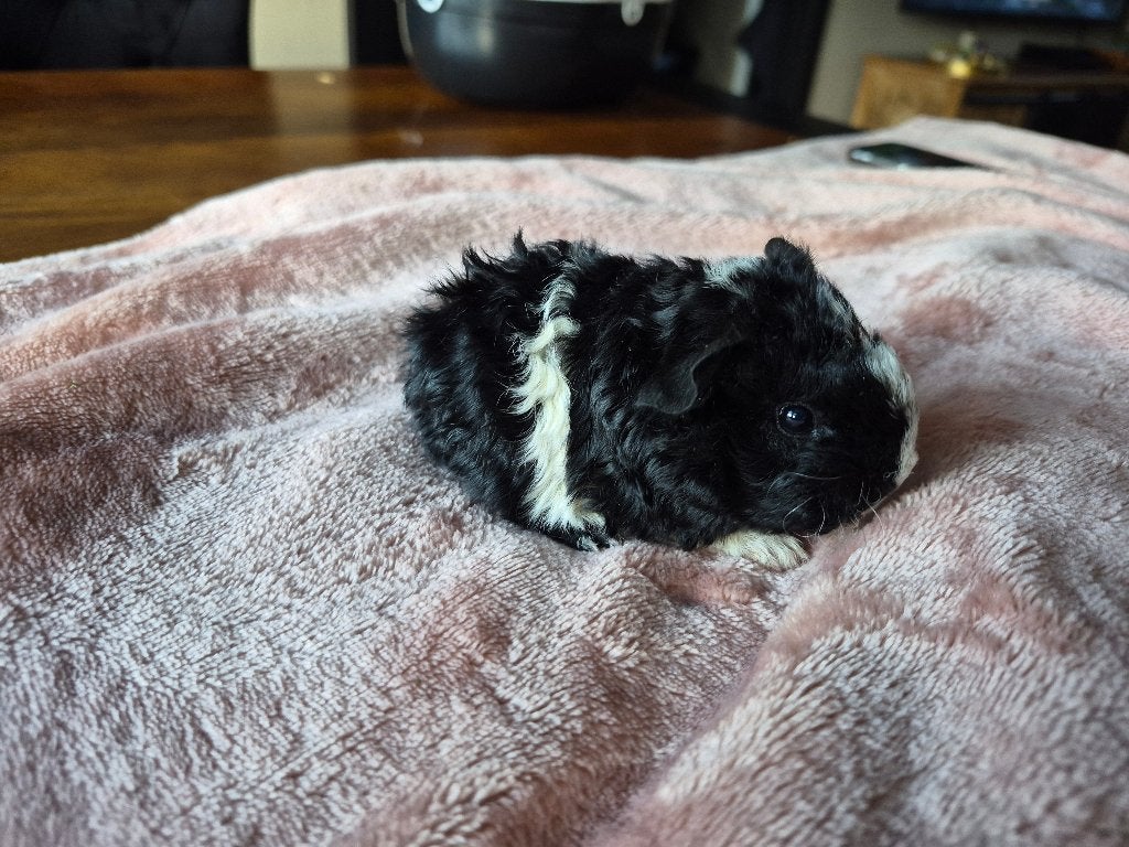 Prachtig lieve baby cavia tessel beertje, Cavia, Mannelijk, Tam, September