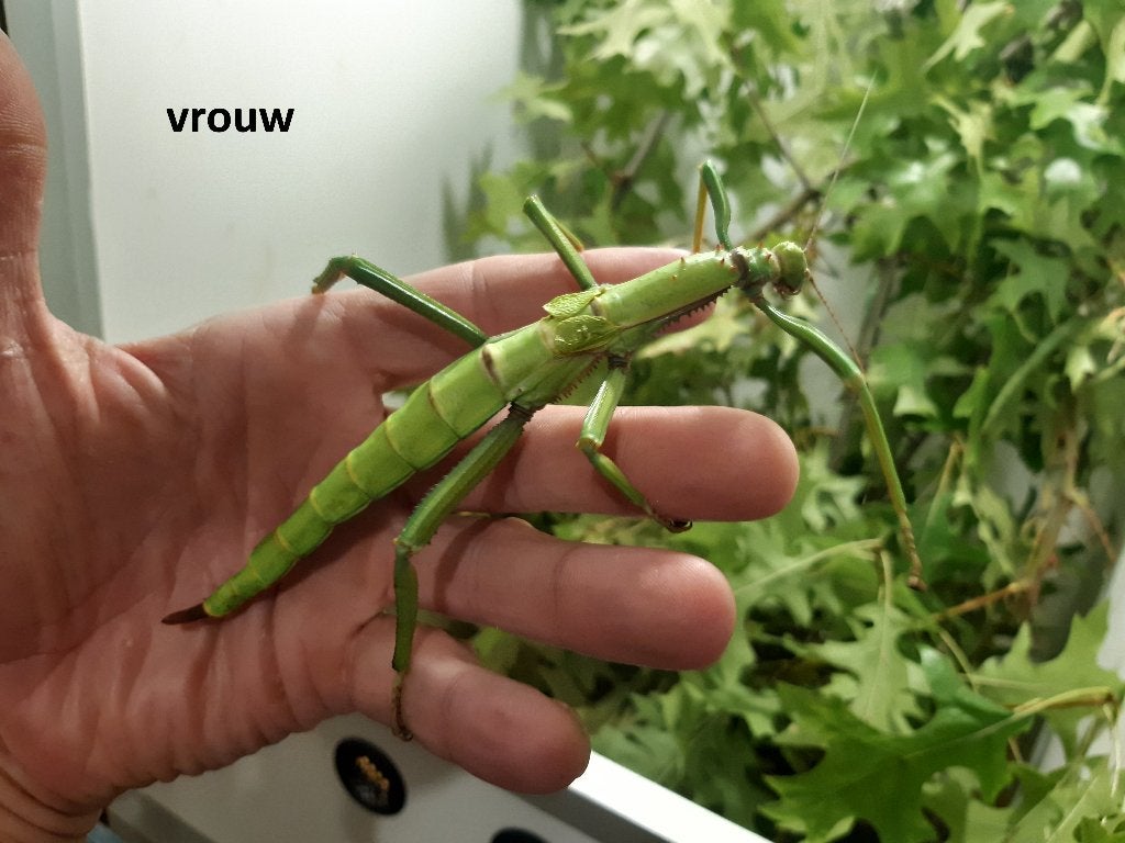 Nimfen Diapherodes gigantea, Wandelende tak