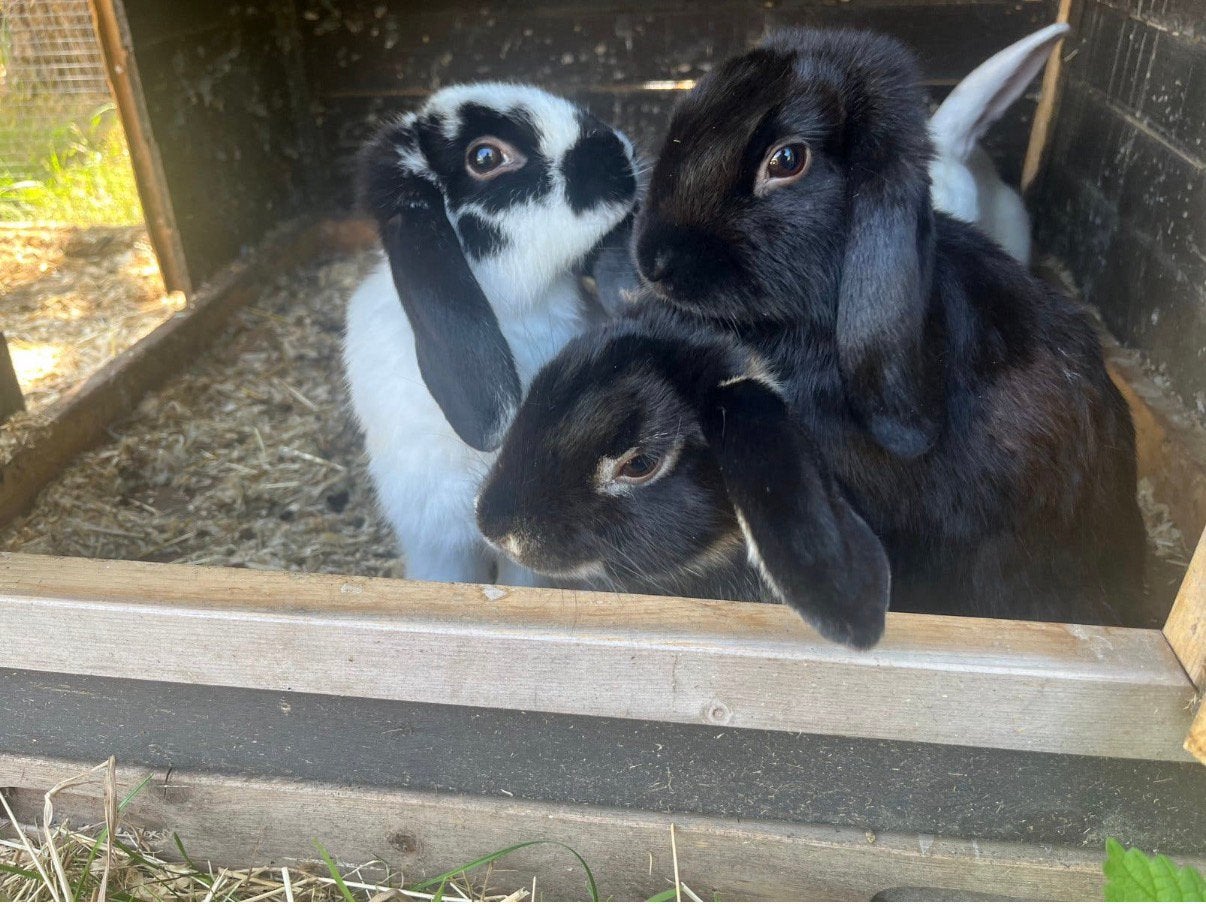 Dwergkonijnen, Dieren en Toebehoren, Mannelijk, Dwerg