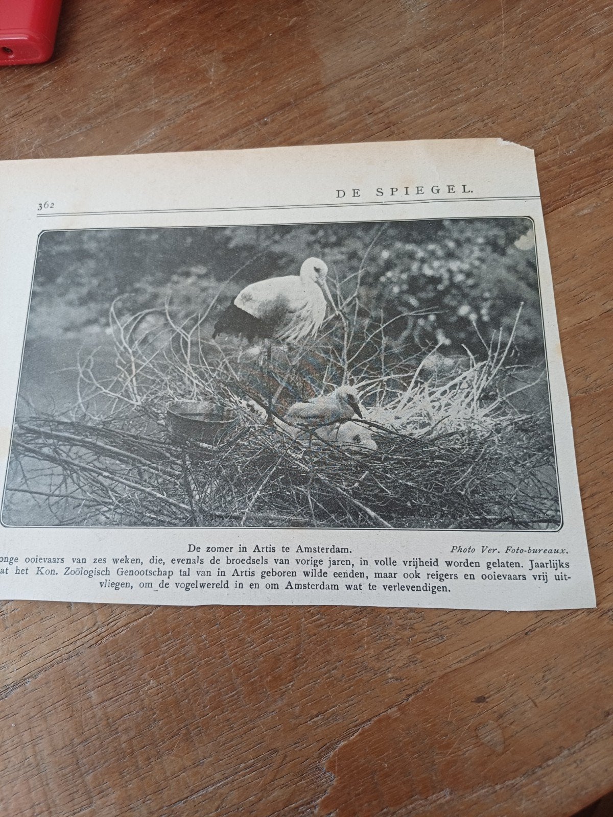 knipsel ooievaars dierentuin Artis Amsterdam 1921, Ophalen of Verzenden, Gebruikt