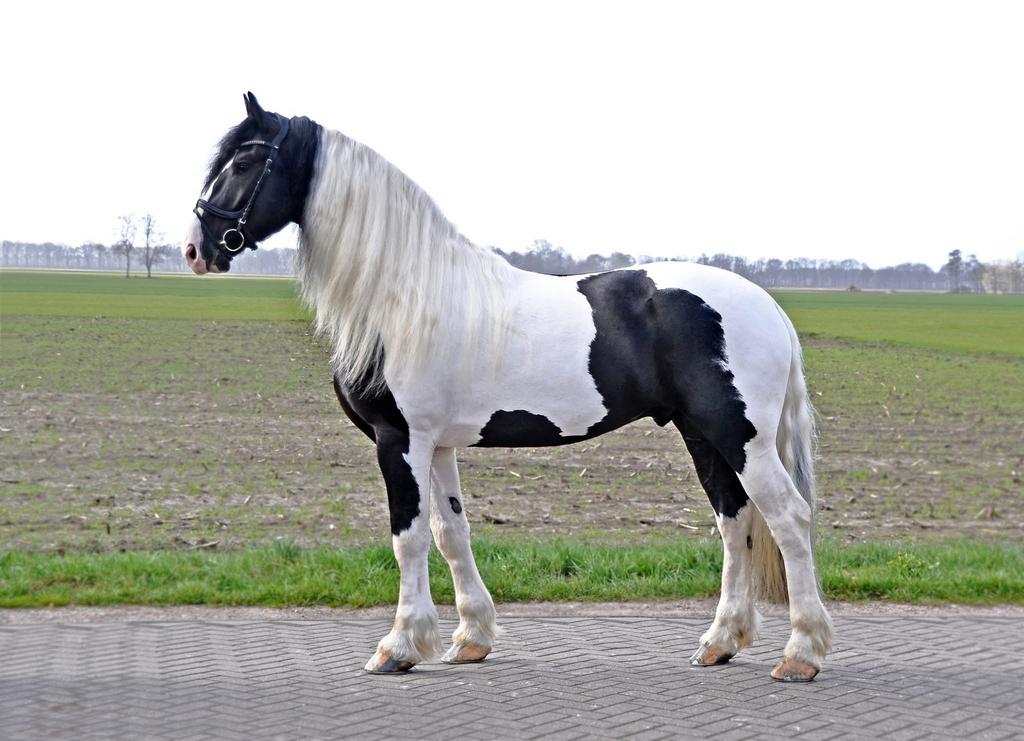 Ter dekking Hugo van Spölmann, Dieren en Toebehoren, Hengst