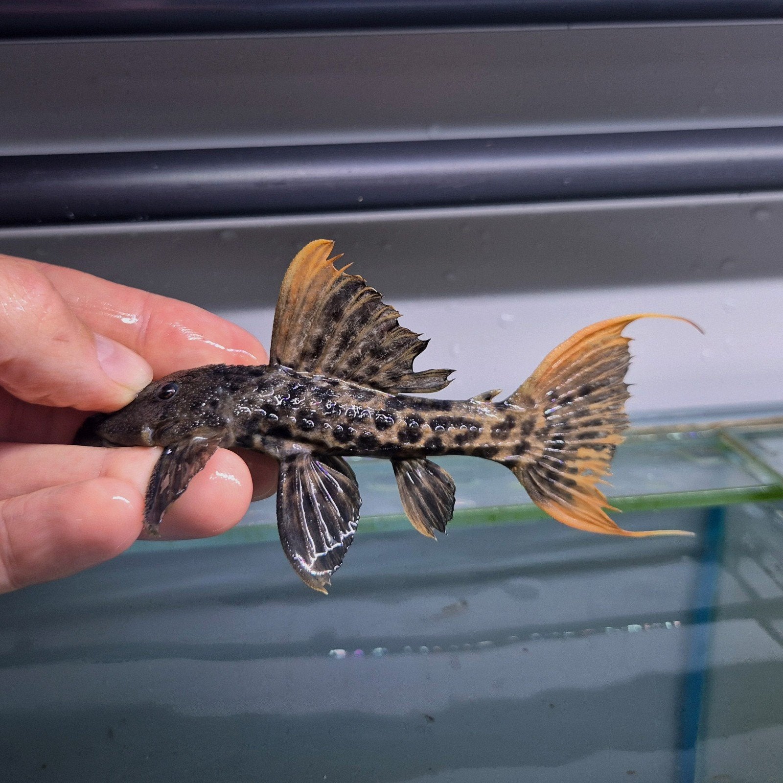 L273 Red Titanic Pleco, Dieren en Toebehoren, Vis, Zoetwatervis
