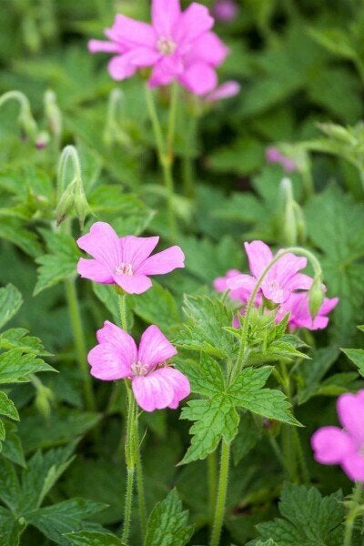 Geranium Endressii, Ophalen, Bodembedekkers, Volle zon, Vaste plant