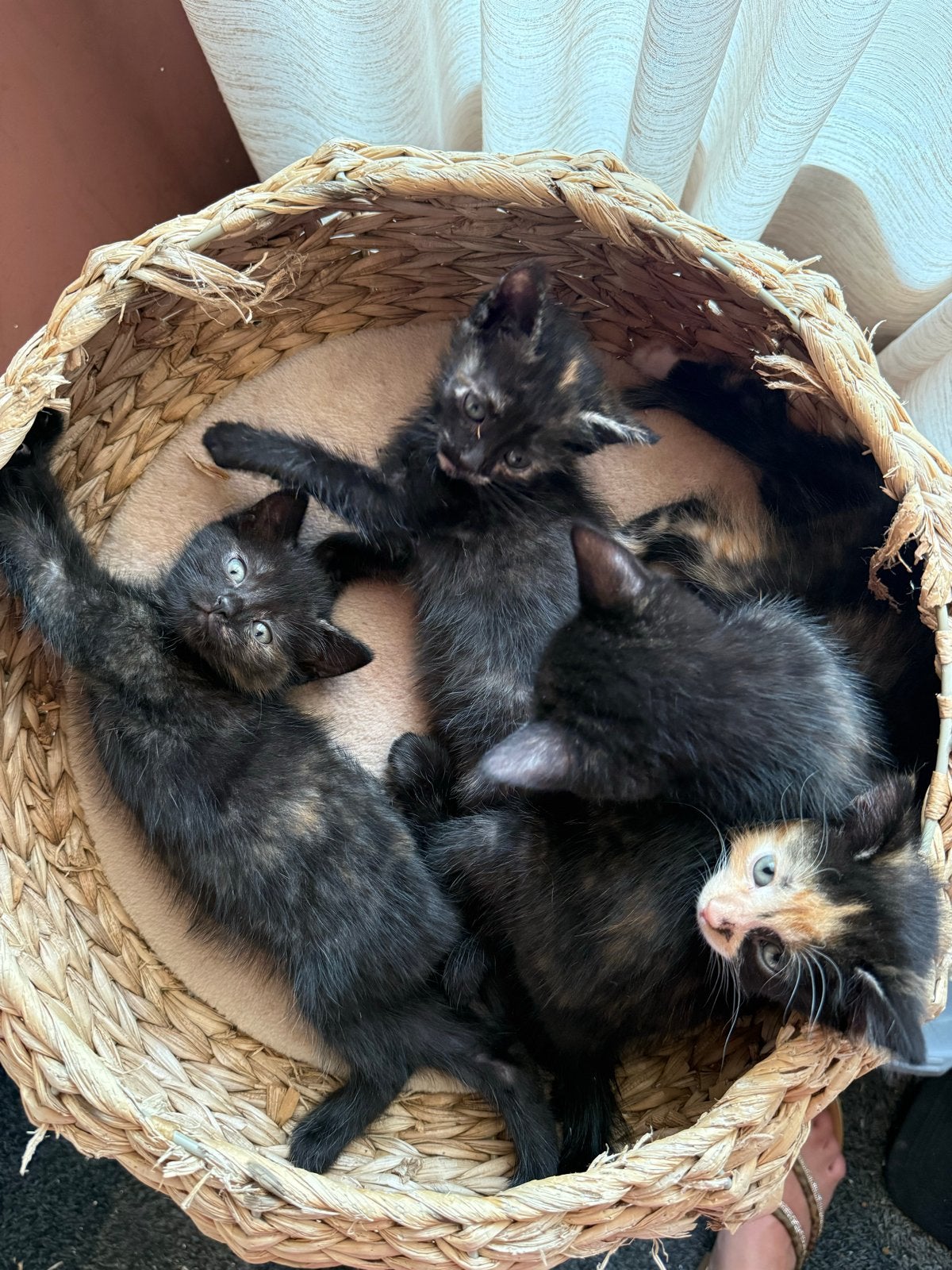 Kittens zwart / oranje mogen verhuizen, Dieren en Toebehoren, Poes, Kortharig, 0 tot 2 jaar