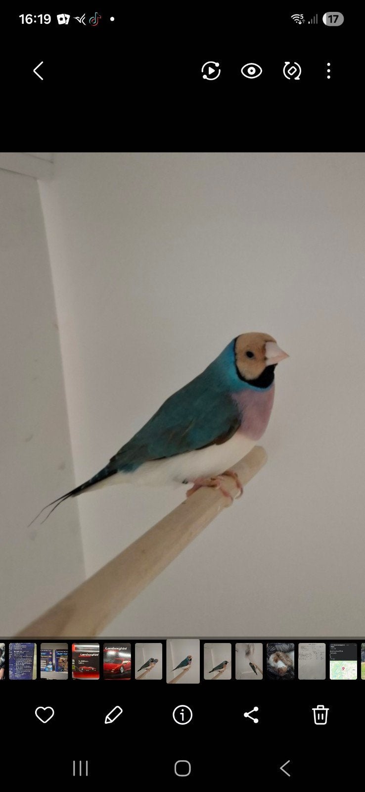 blauwe gouldamadine. koppel., Dieren en Toebehoren, Meerdere dieren