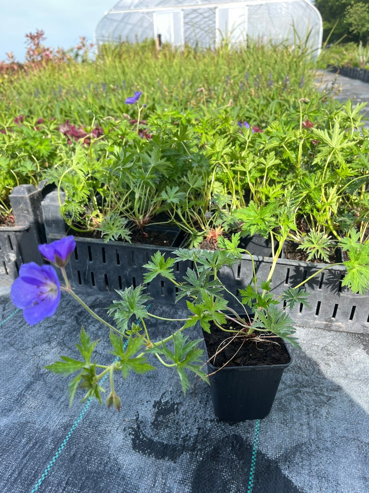 Geranium 'Brookside' / Ooievaarsbek P9 pot, Tuin en Terras, Ophalen of Verzenden, Vaste plant, Bodembedekkers