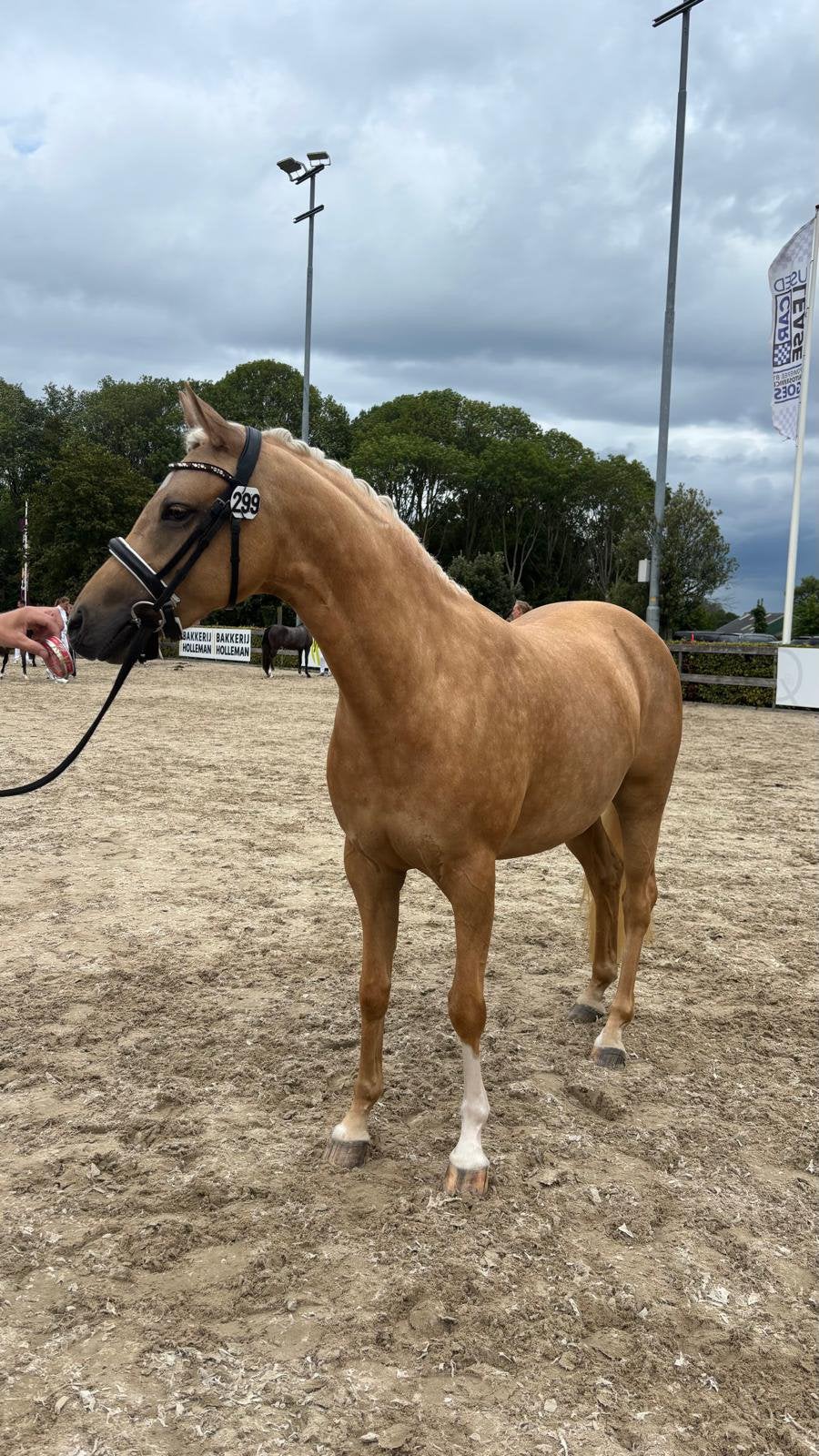 Knappe, talentvolle en brave 3,5 jr. palomino d-pony merrie, Dieren en Toebehoren, Merrie, Dressuurpony, 3 tot 6 jaar, D pony (1.37m tot 1.48m)
